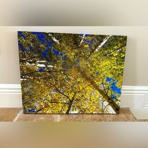 16x20 Canvas Wrapped “Autumn Aspens” Print NWT